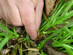 Carex abscondita