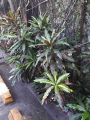 Codiaeum variegatum