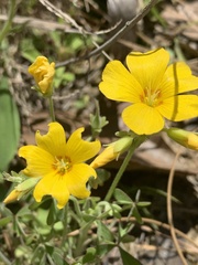Oxalis texana