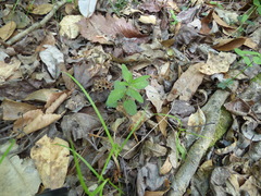 Scutellaria integrifolia