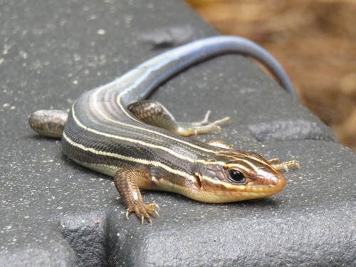 Broad-headed Skink
