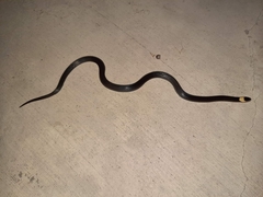 Cacophis harriettae