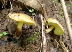 Pseudoboletus astraeicola