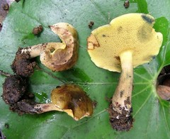 Pseudoboletus astraeicola