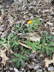 Stylophorum diphyllum