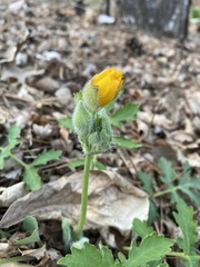 Stylophorum diphyllum