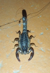 Bothriurus cordubensis