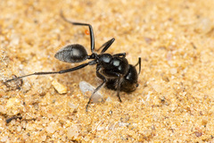 Calomyrmex albopilosus