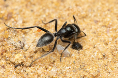 Calomyrmex albopilosus