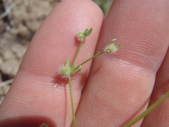 Galium proliferum