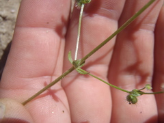 Galium proliferum