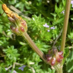 Crepis zacintha