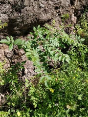 Rhus coriaria image