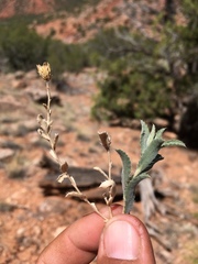 Xanthisma grindelioides