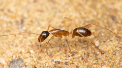 Camponotus crozieri
