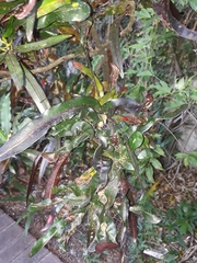 Codiaeum variegatum