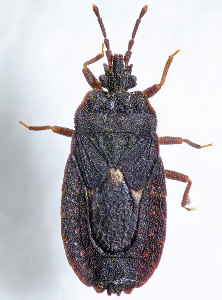 Mezira pacifica
