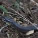 Papuan Black Snake - Photo (c) chris_barnesoz, some rights reserved (CC BY-NC)