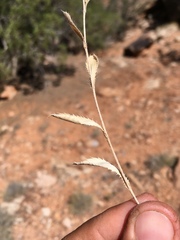 Xanthisma grindelioides