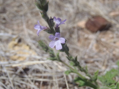 Verbena plicata