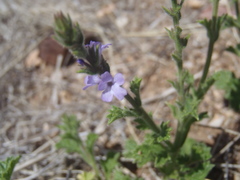 Verbena plicata