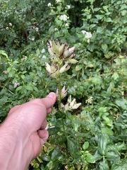 Saponaria officinalis