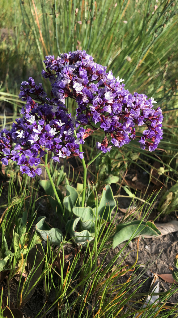 Perez's sea lavender