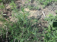 Salsola kali ruthenica