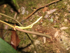Anthurium friedrichsthalii