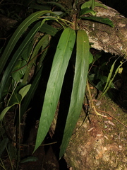 Anthurium friedrichsthalii