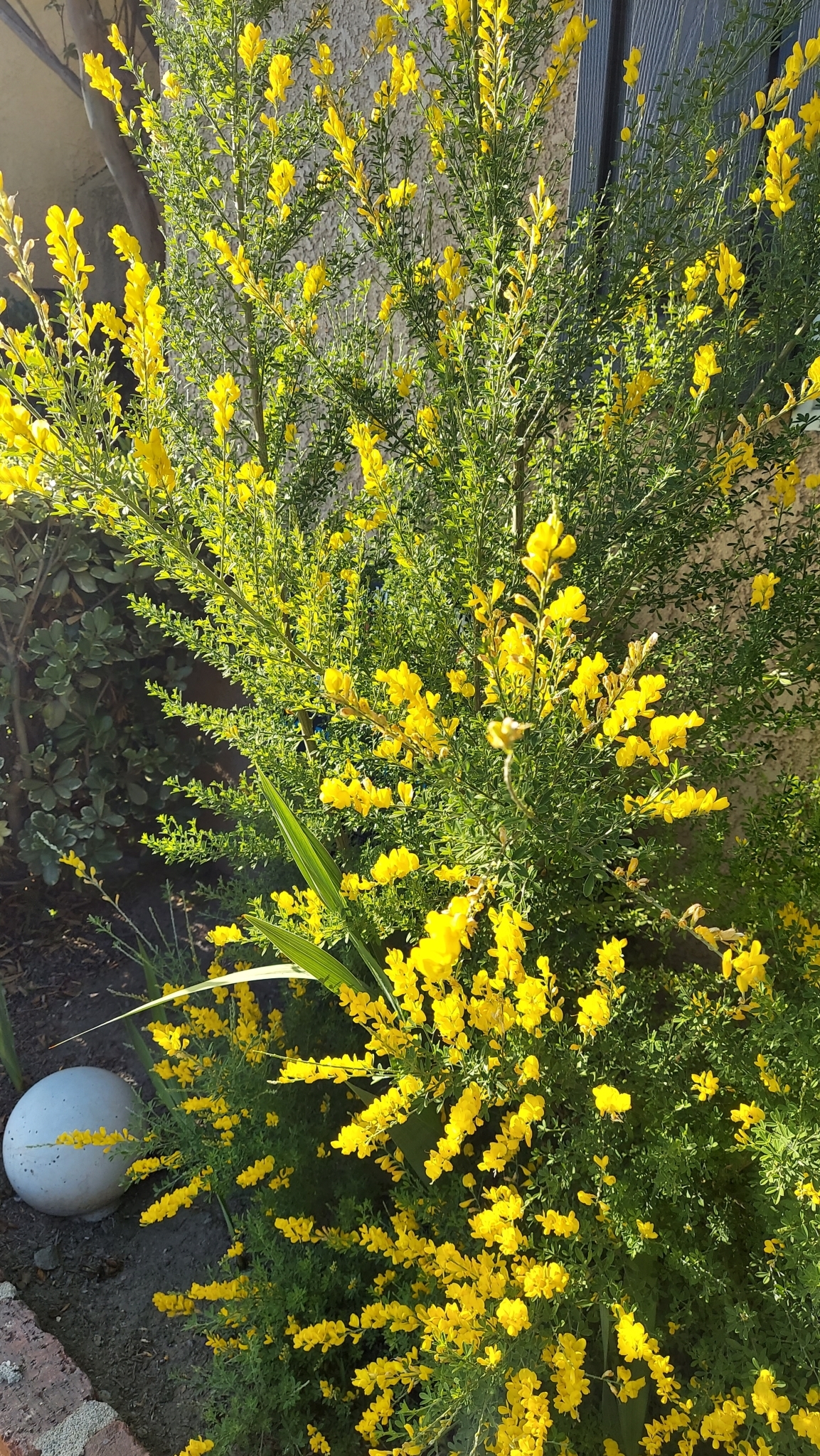 Sweet broom (Genista stenopetala)  iNaturalist