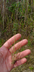 Aristida longespica