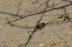 Colletes cunicularius