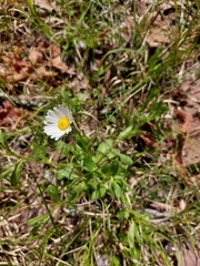 Astranthium integrifolium