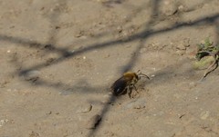 Colletes cunicularius