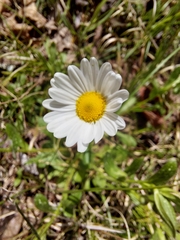 Astranthium integrifolium