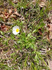 Astranthium integrifolium