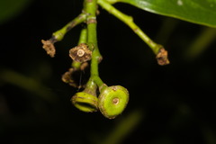 Ocotea silvestris