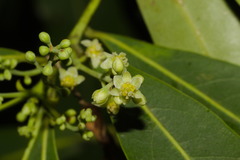 Ocotea silvestris
