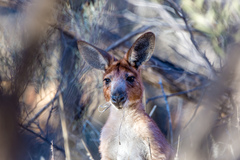 Osphranter robustus erubescens