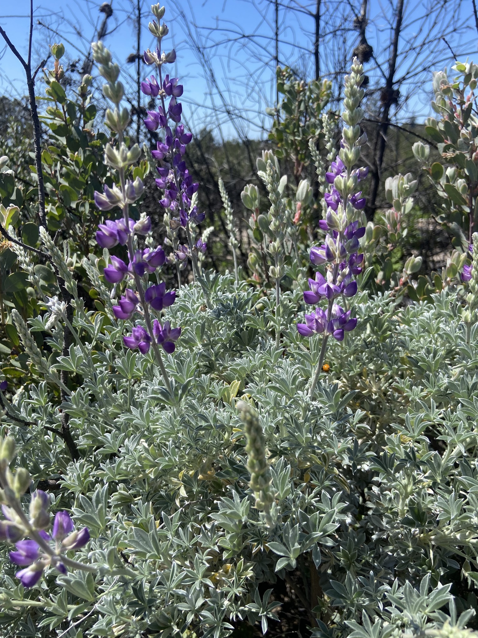 Lupinus albifrons var. albifrons