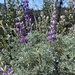 Lupinus albifrons albifrons - Photo (c) Avery Hansen, μερικά δικαιώματα διατηρούνται (CC BY-NC), uploaded by Avery Hansen