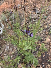 Lavandula canariensis subsp. palmensis image