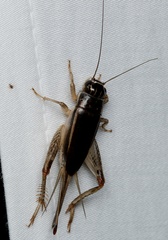 Lepidogryllus