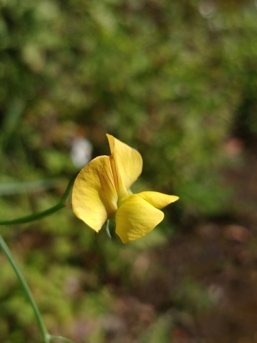 Lathyrus annuus image