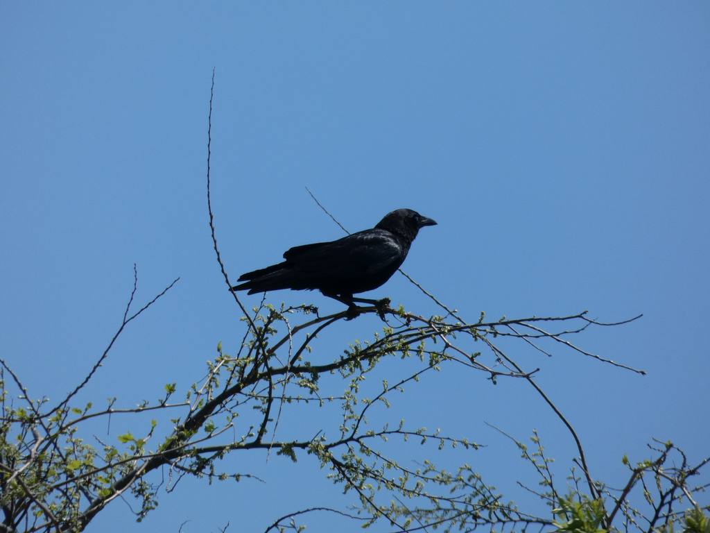 American Crow from Prosper, TX, USA on April 09, 2022 by ghostburglar ...