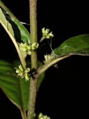 Ronabea emetica