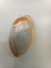 Olivancillaria