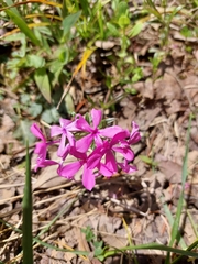 Phlox amoena
