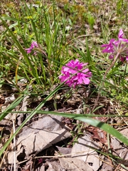 Phlox amoena